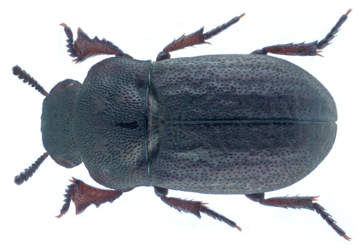 Жук размер 3 4 см