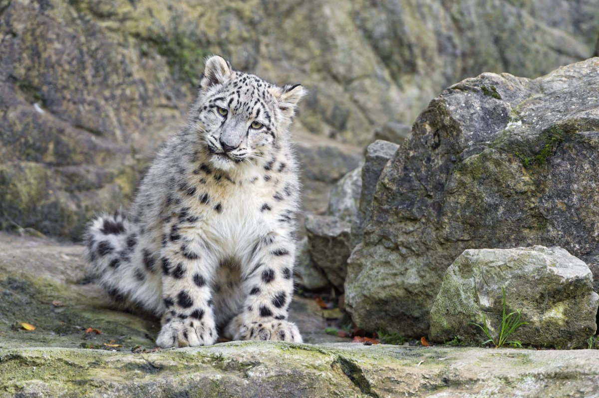 Заяц Русак зимой