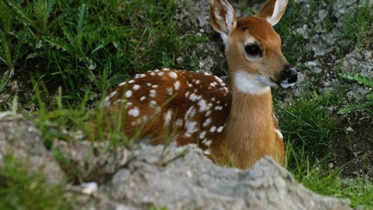 Пятнистый олень детеныш