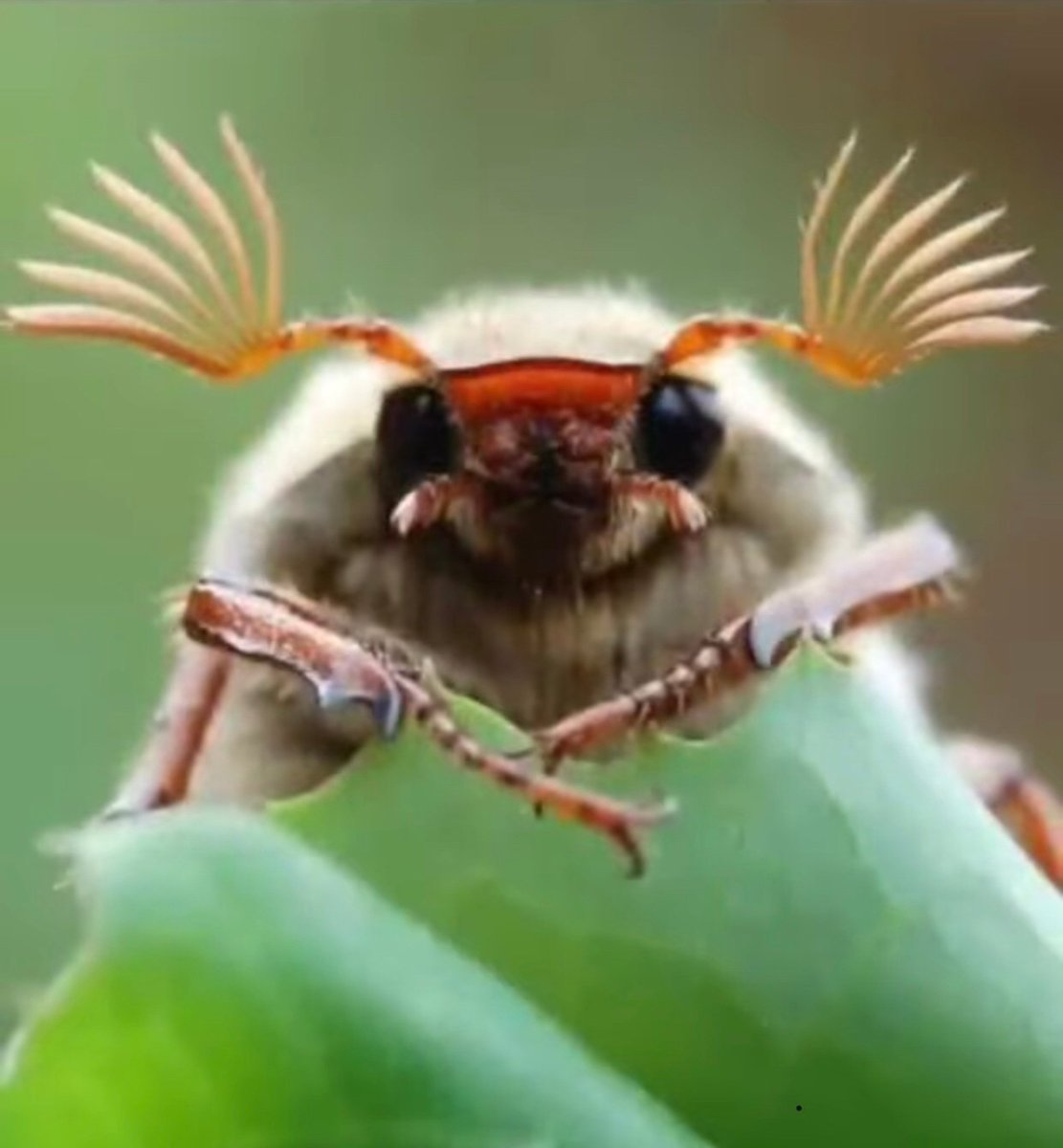 Шаранка Майский Жук