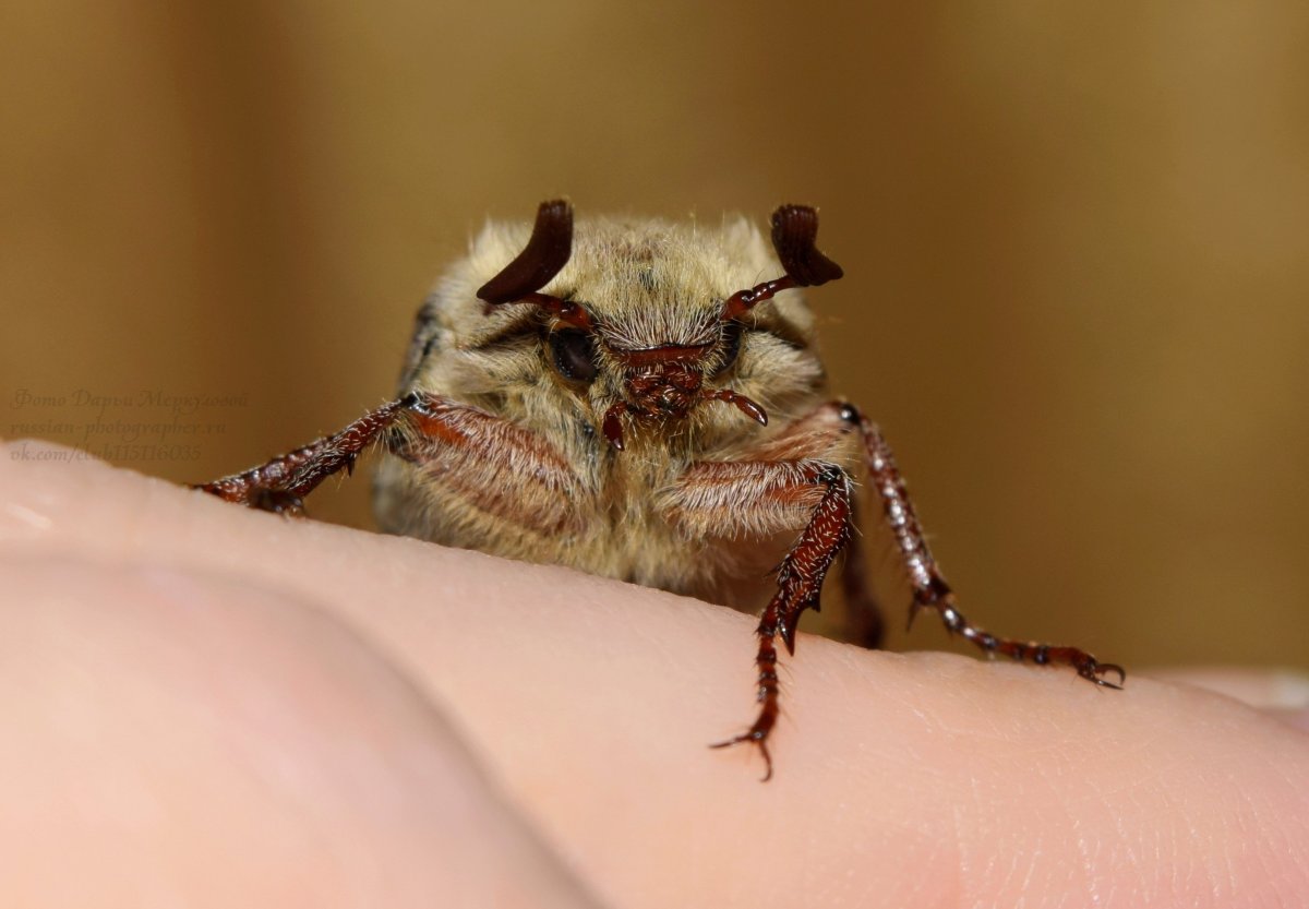 Усики майского жука