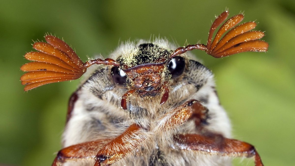 Майский Жук