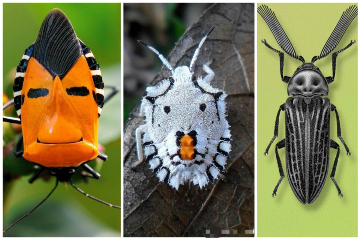 Редкие жуки