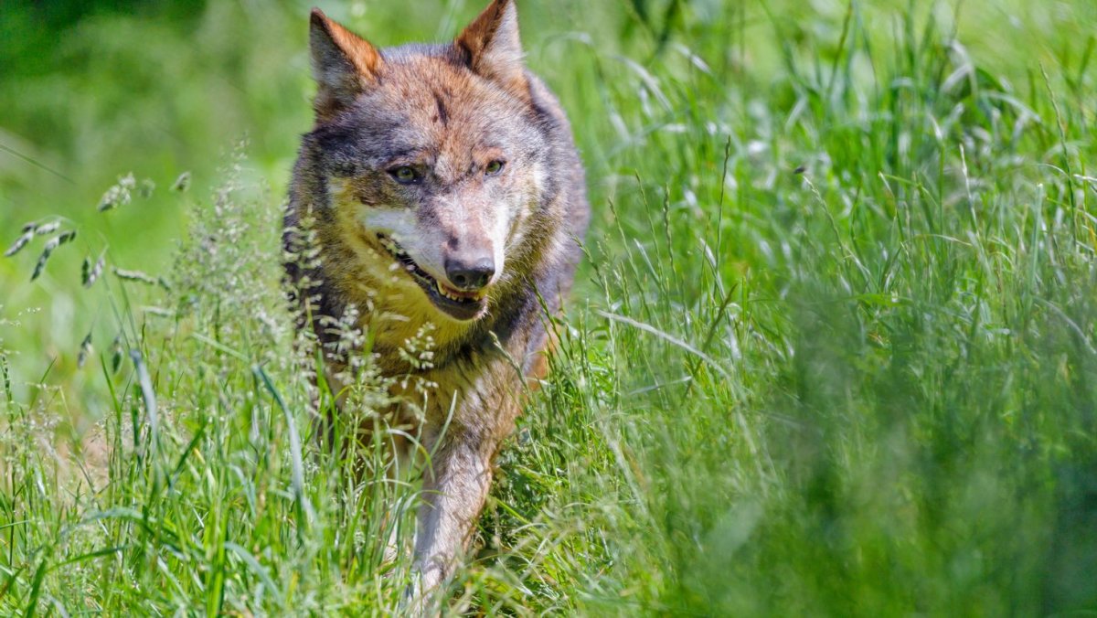 Хищные звери Татарстана