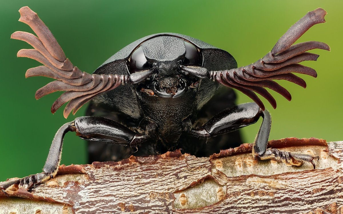 Жуки Макросъемка