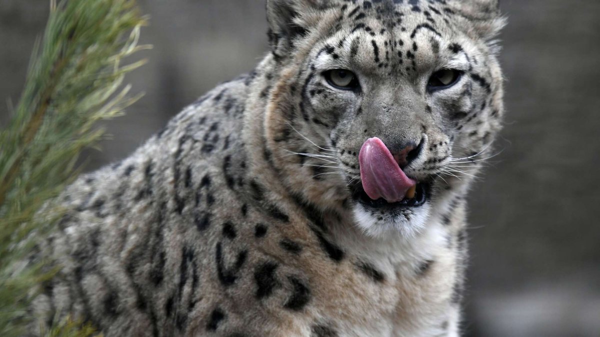 Белогрудая куница