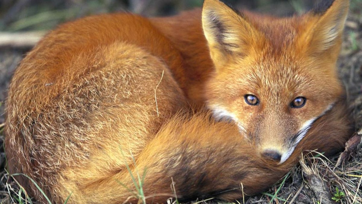 Сибирский волк