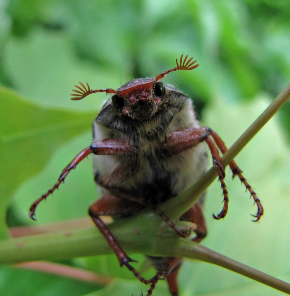 Майский Жук (хрущ Майский)