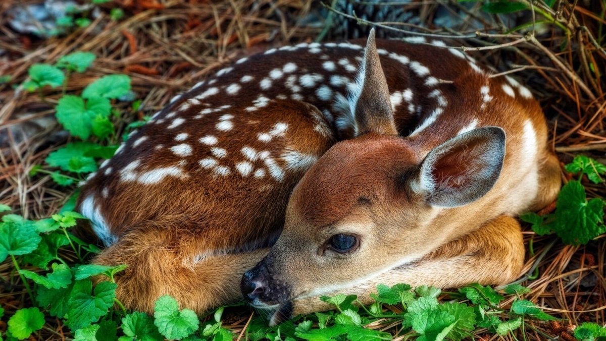 Растения и животные