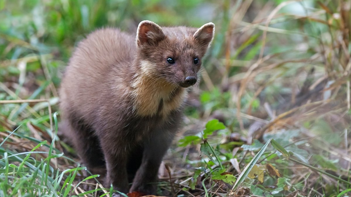 Животные тайги бурундук