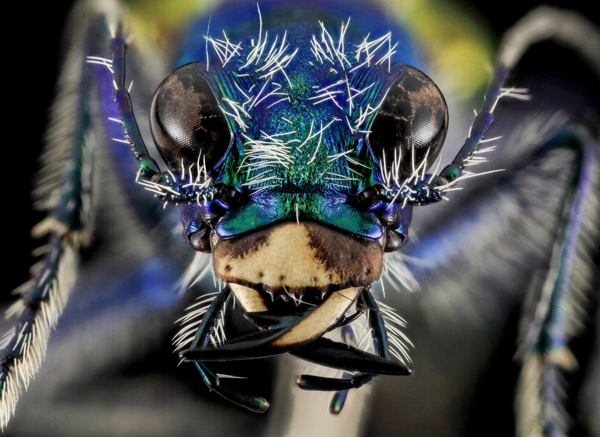 Tiger Beetle