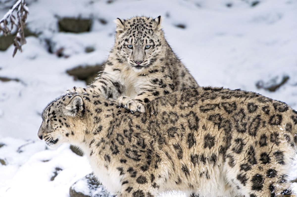 Снежный Барс (Ирбис, снежный леопард)