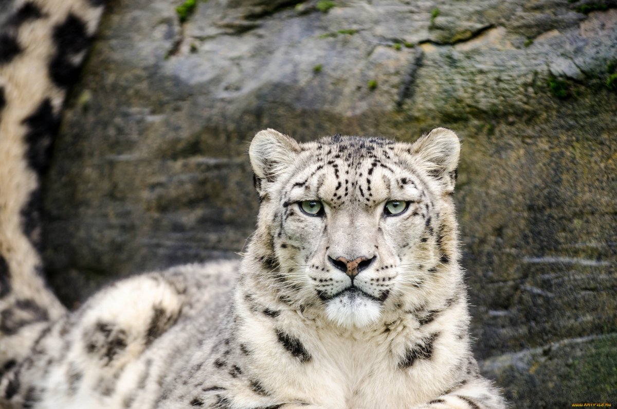 Обыкновенная Рысь Lynx Lynx