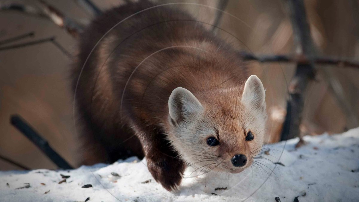 Лось в Липецкой области