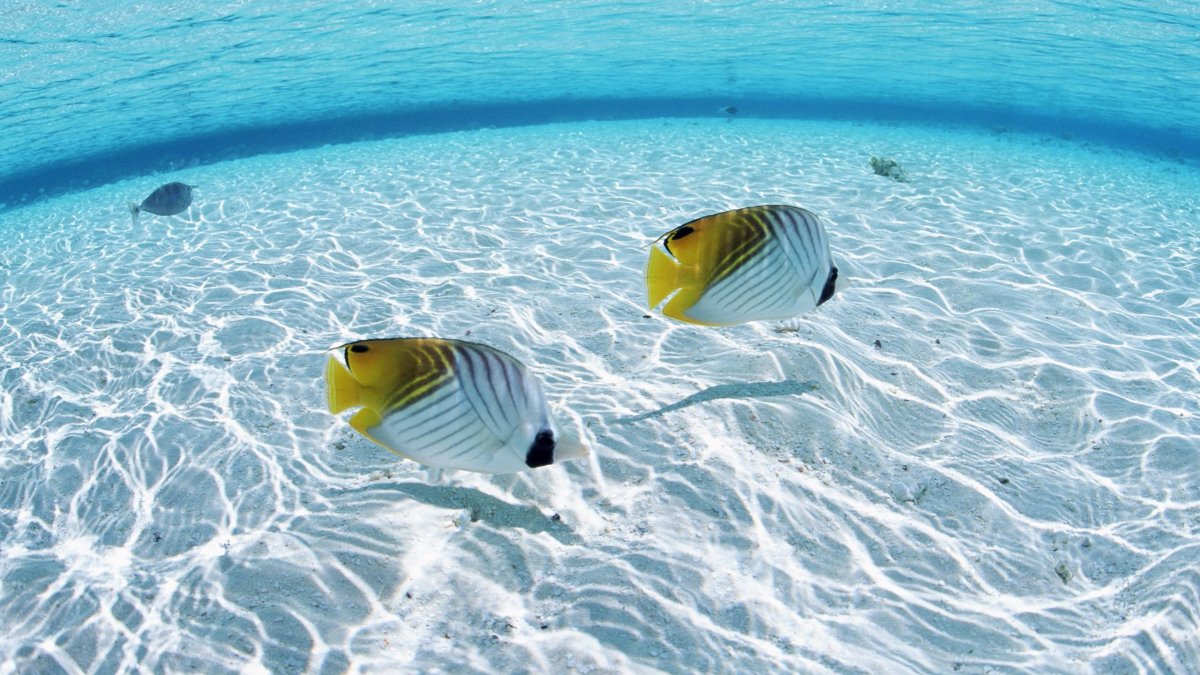 Рыбки в море