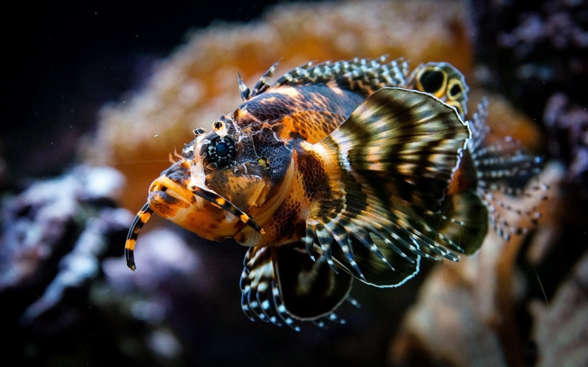 Обитатели подводного мира