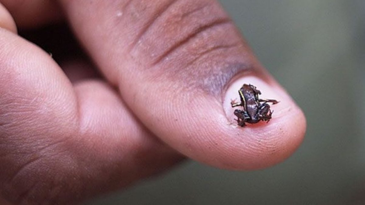 Микро жаба на пальце