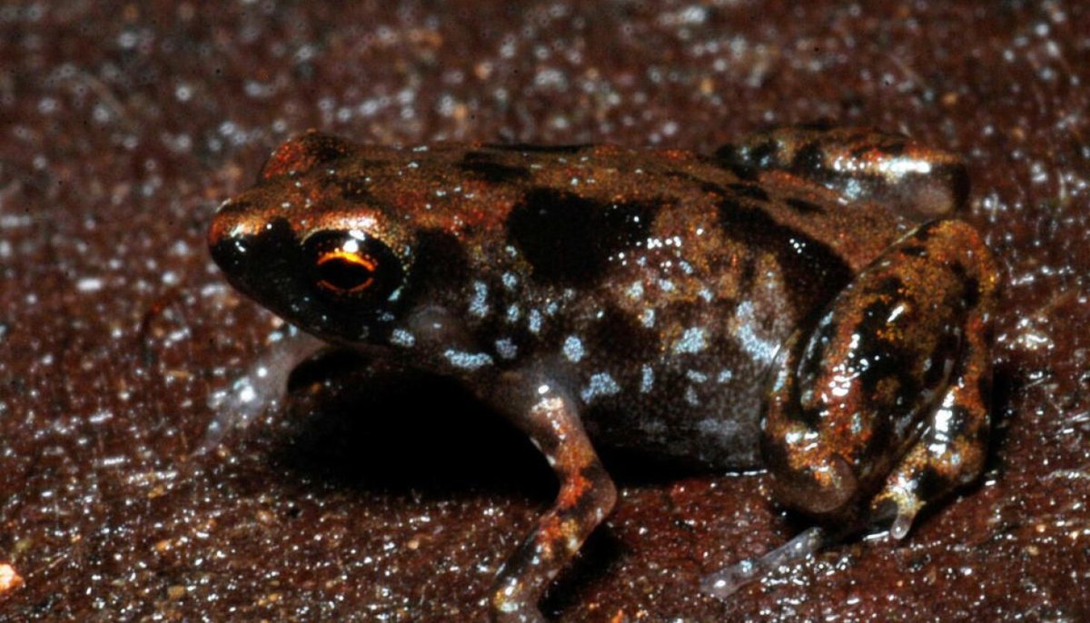 Paedophryne amauensis