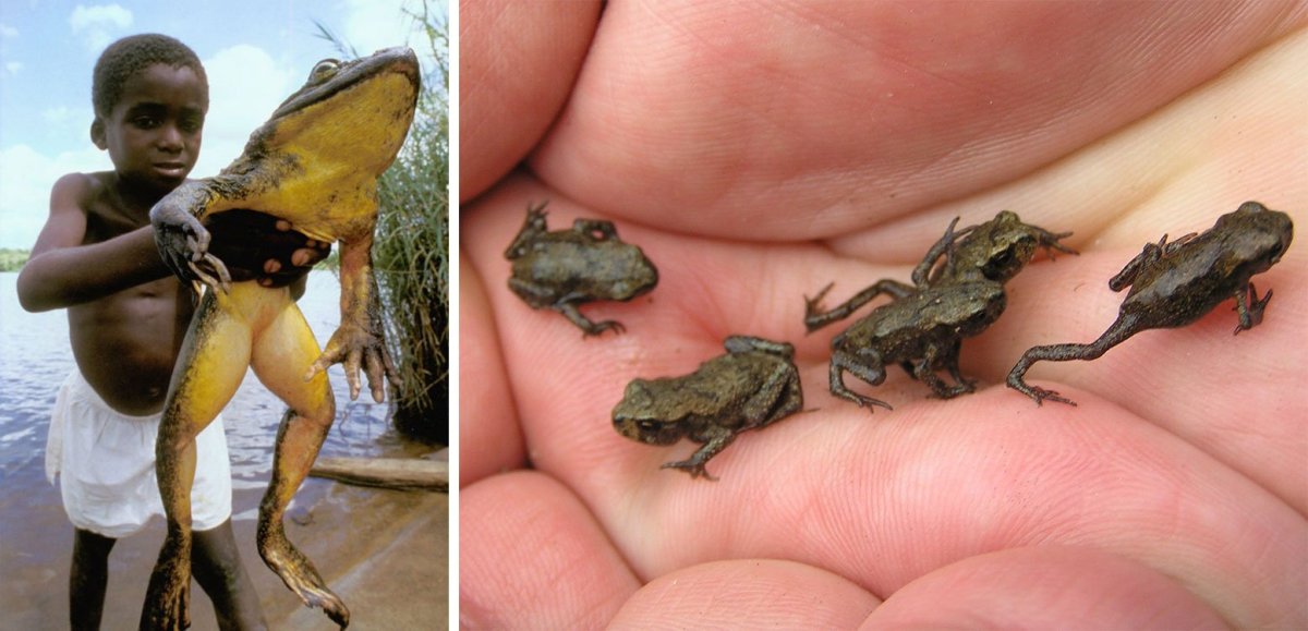 Красноглазая древесная квакша