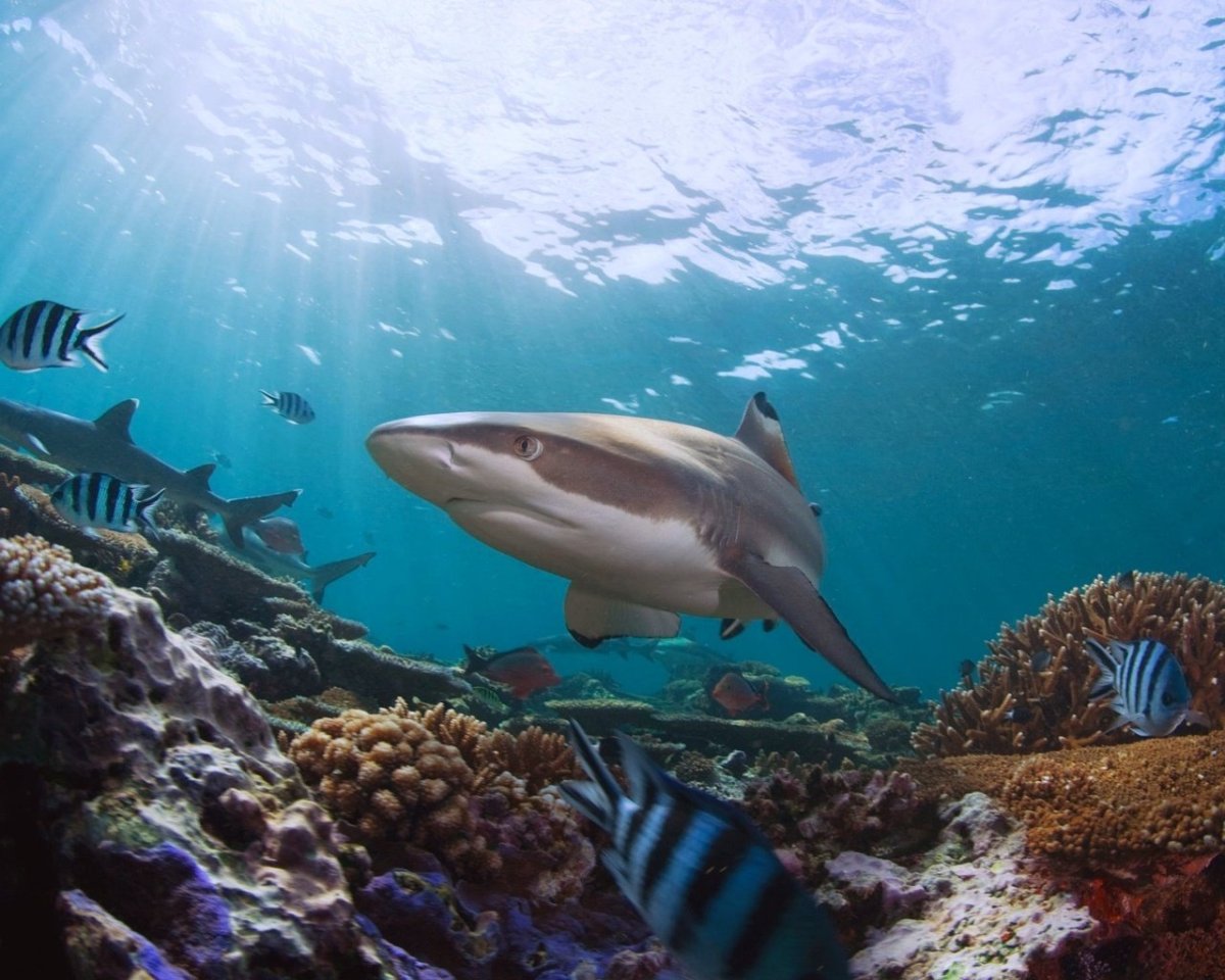Риф Шарк