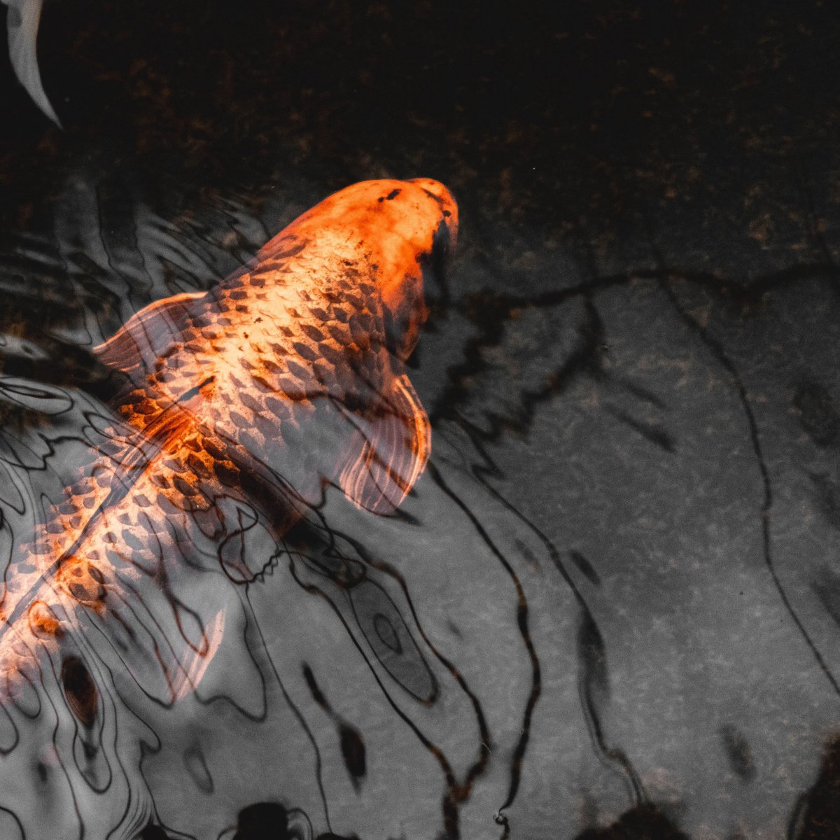 Рыбы кои обои на телефон