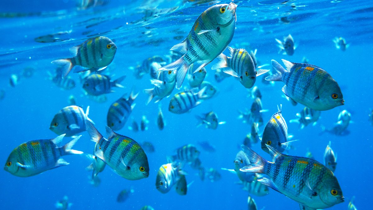 Подводный мир