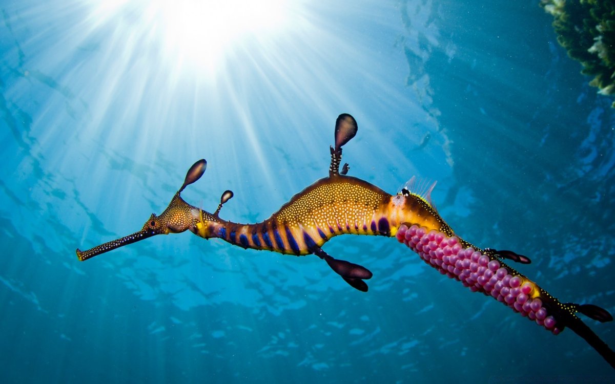 Морской конек