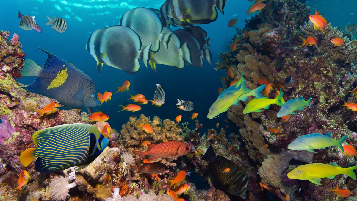 Пазл Dodo «подводный мир»