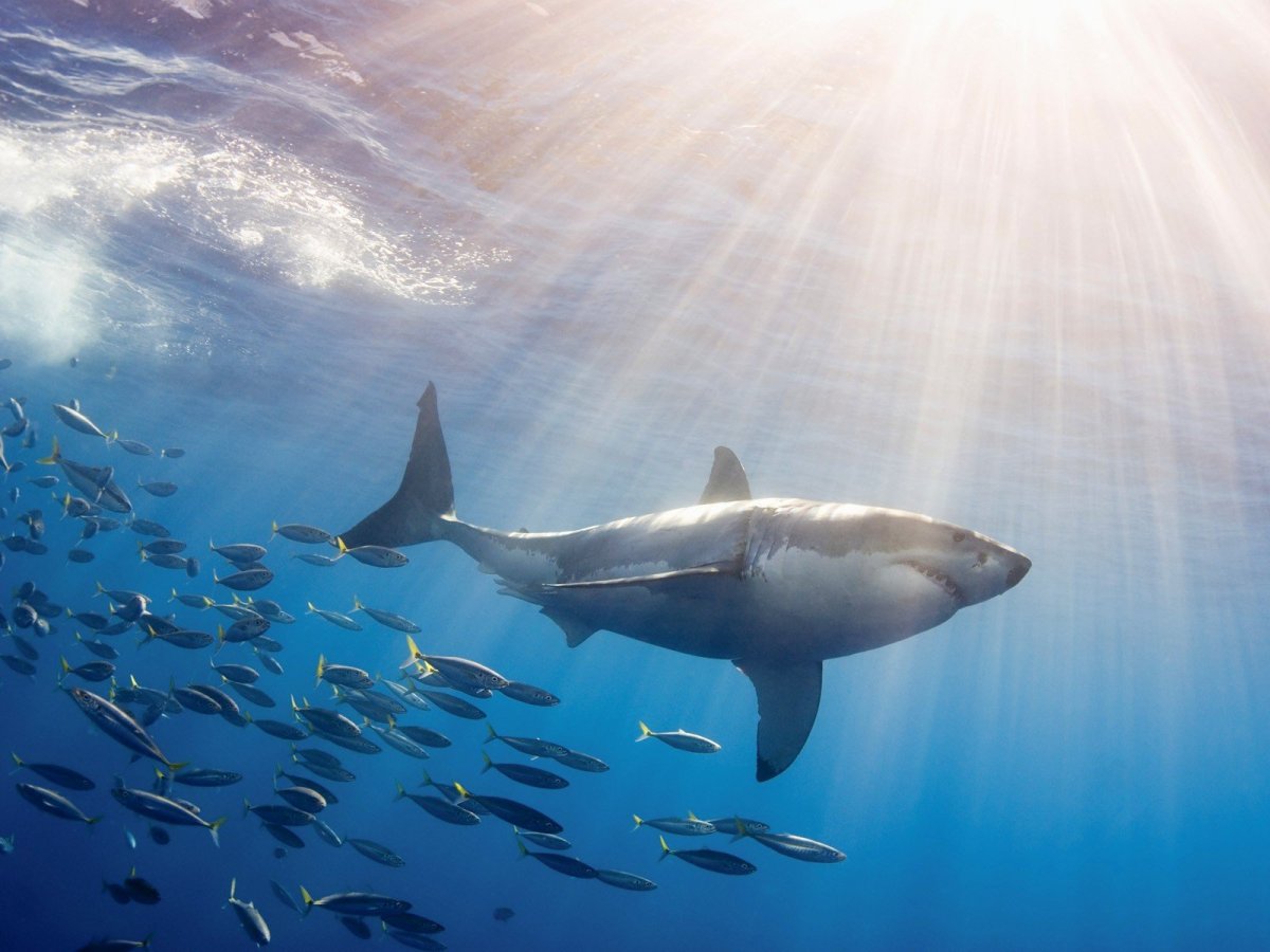 Большая белая акула