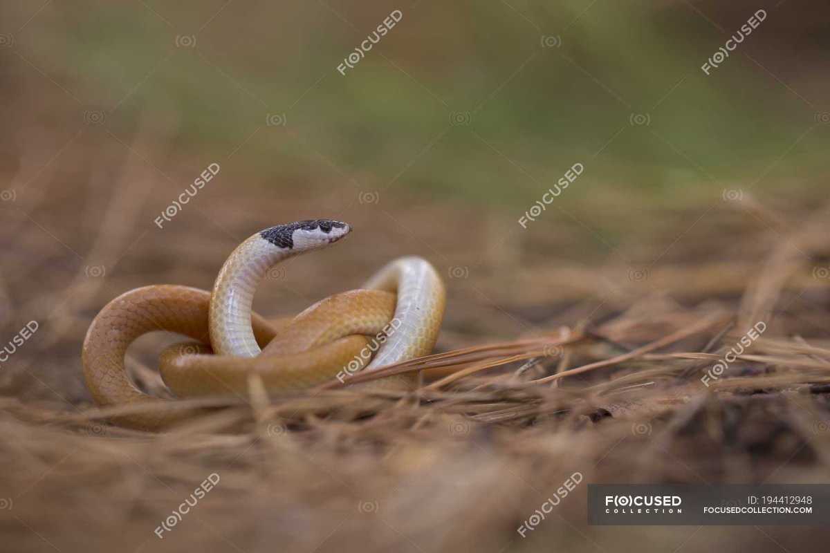 Калифорнийский уж