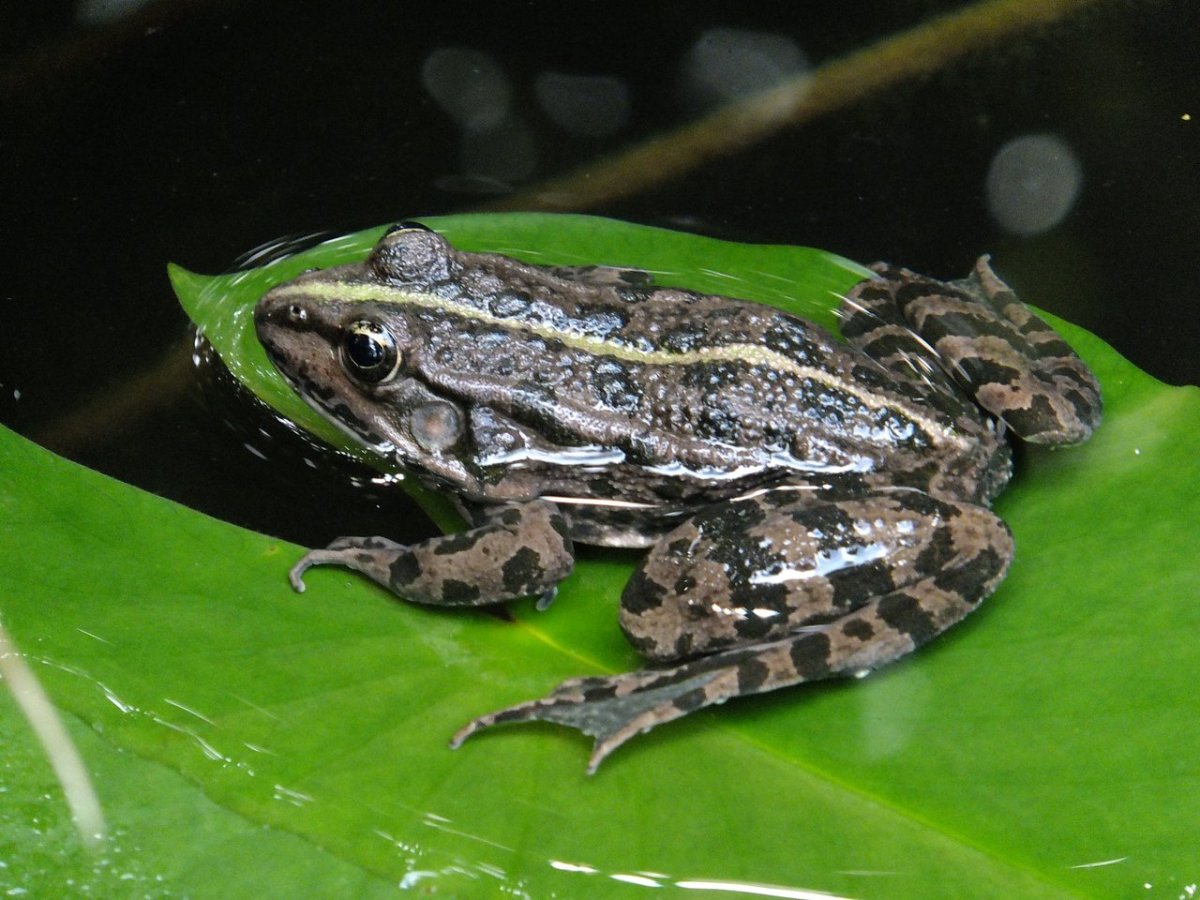 Жаба бородавчатая