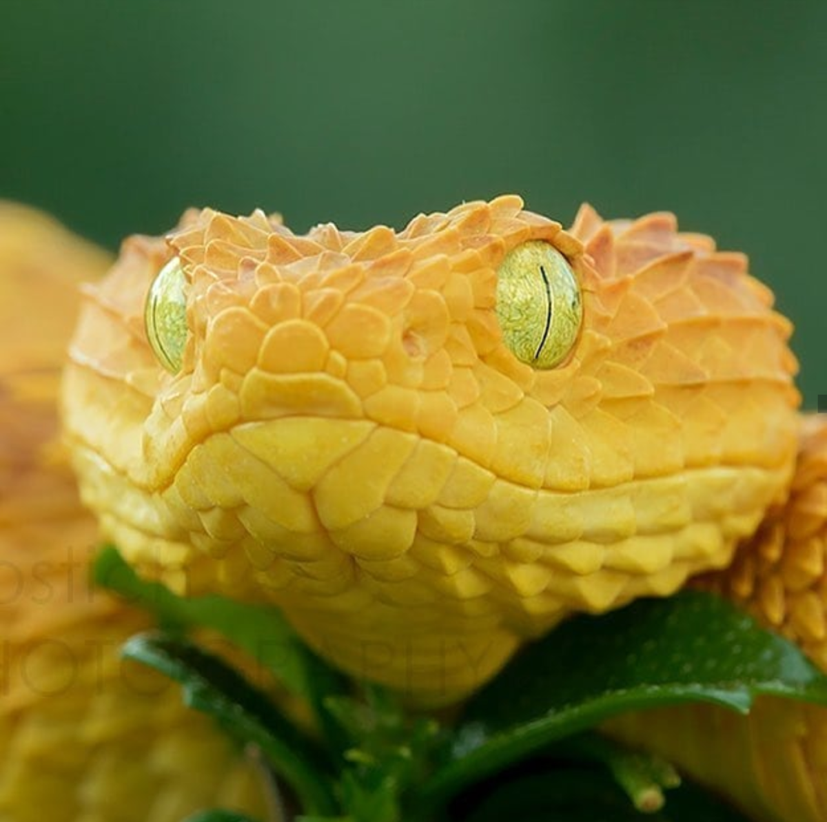 Полоз гадюка желтая