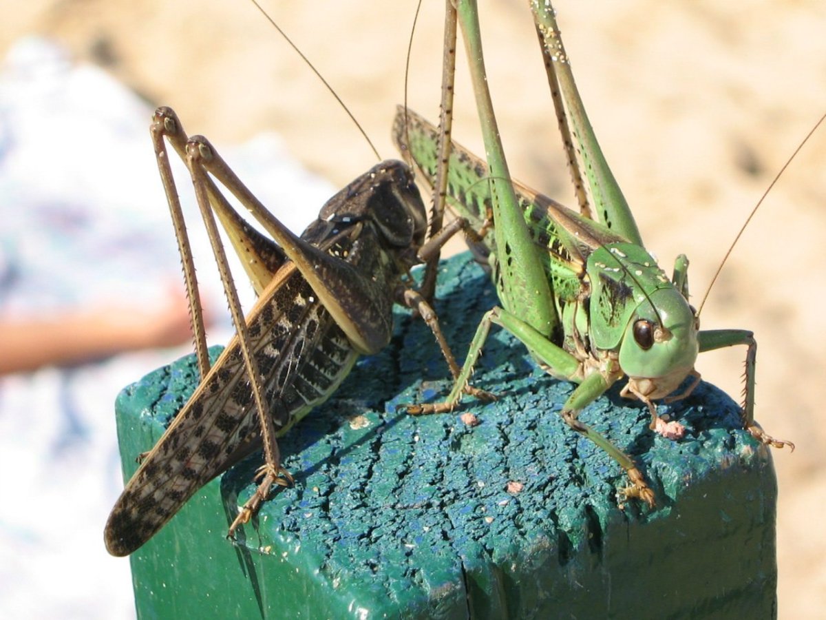 Судзумуси сверчок