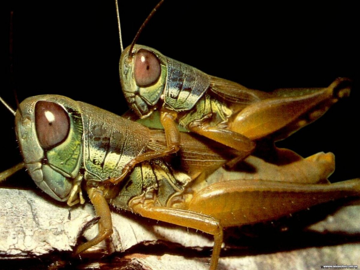 Много кузнечиков