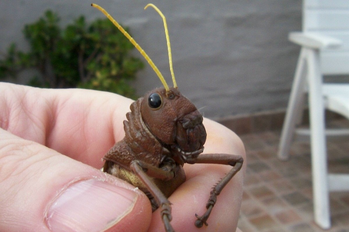 Гигантский конек Tropidacris collaris