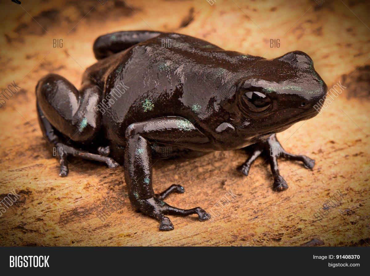 Бывают черные лягушки