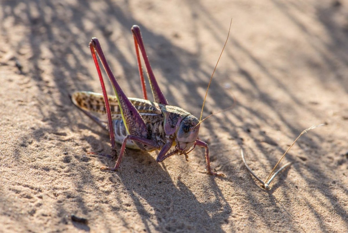 Фаланга насекомое