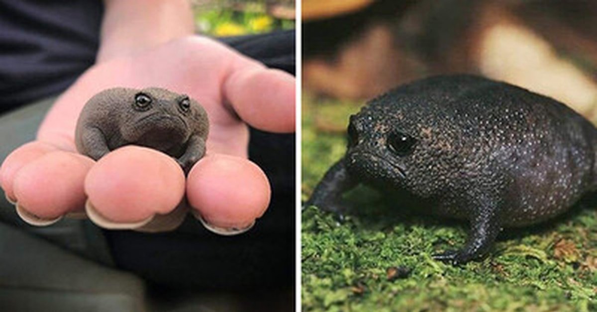 Африканский узкорот breviceps fuscus