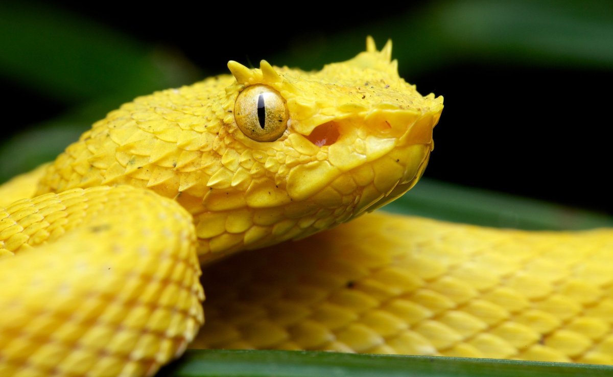 Змея ботропс Шлегеля