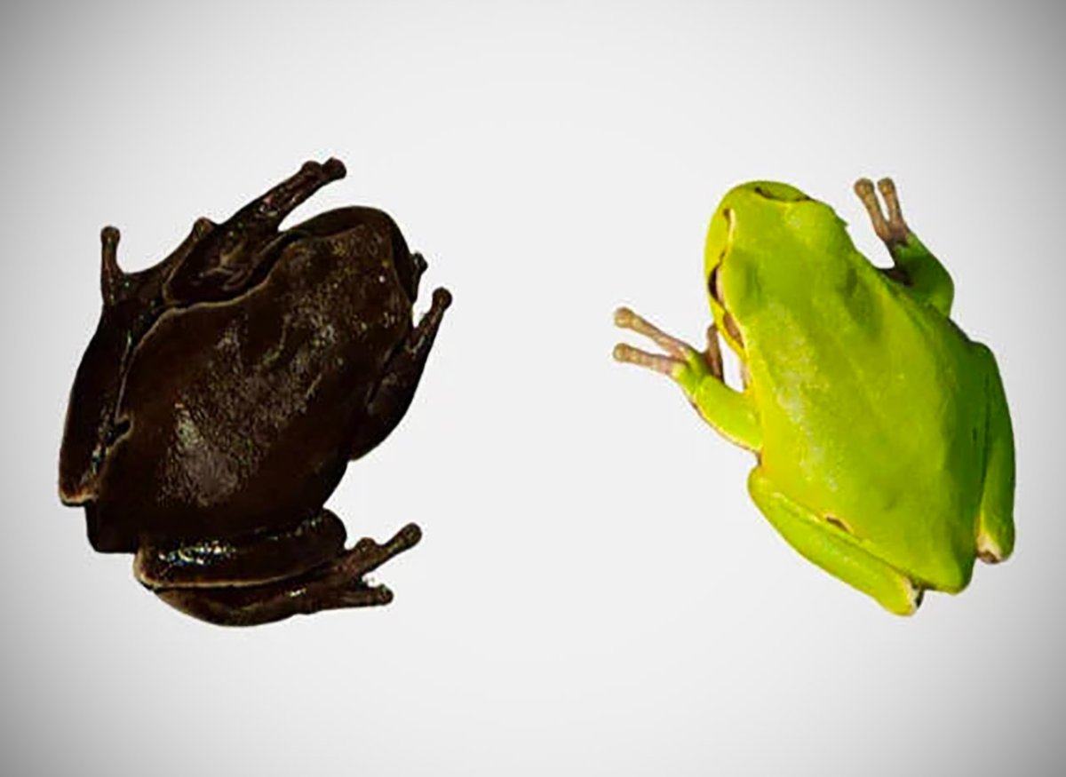 Квакша Эстетика