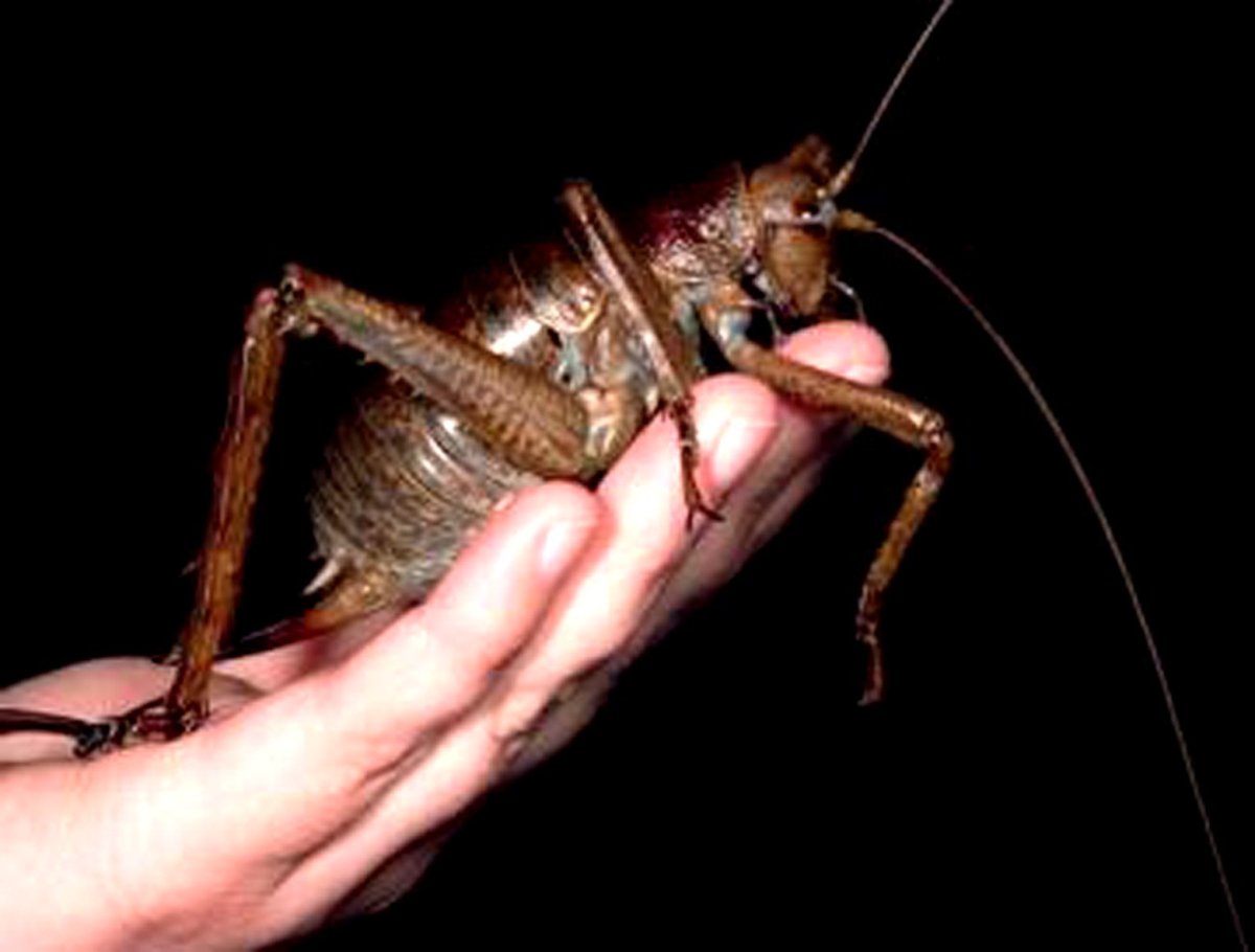 Австралийская Уэта