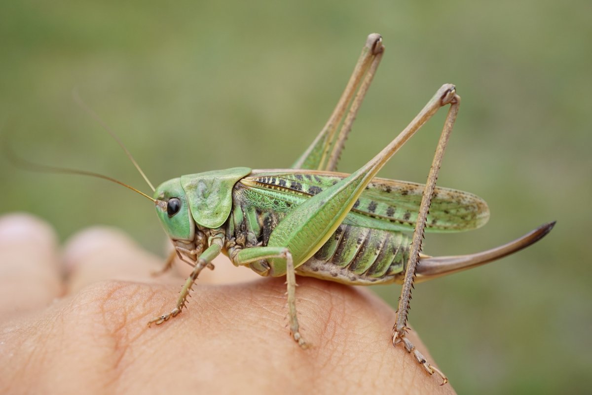 Кузнечик (Decticus verrucivorus)