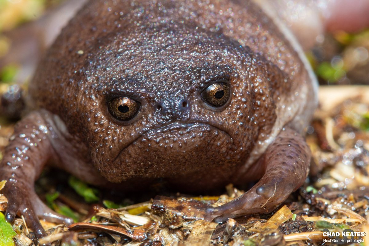 Черная дождевая лягушка breviceps fuscus
