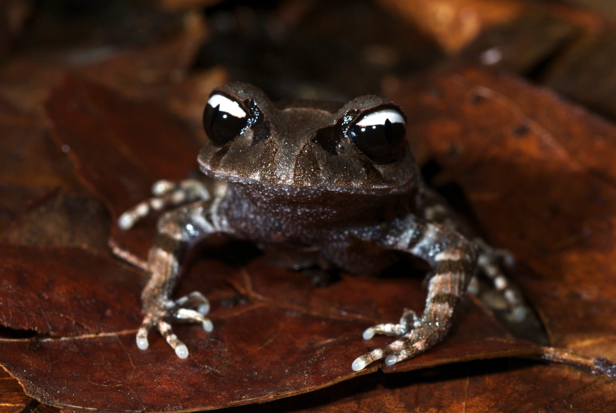 Детеныш лягушки