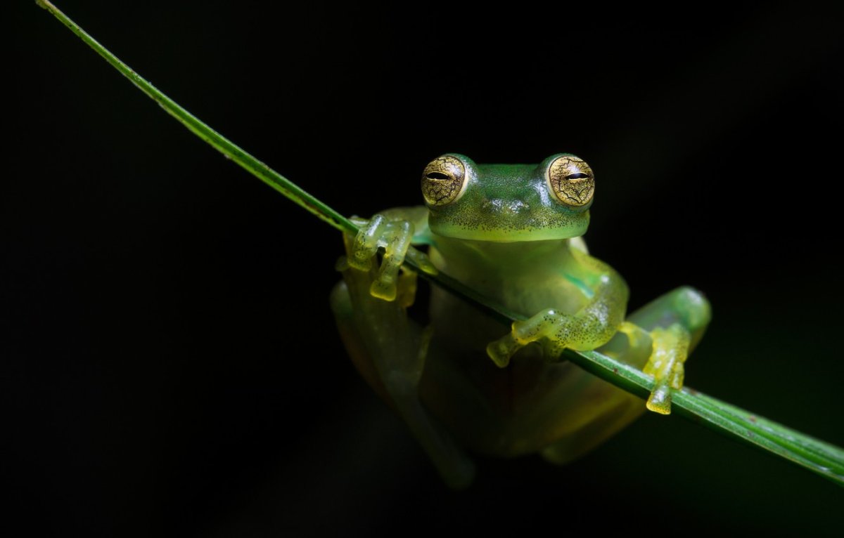 Лягушка падает