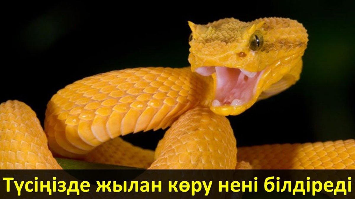 Цепкохвостый ботропс Шлегеля