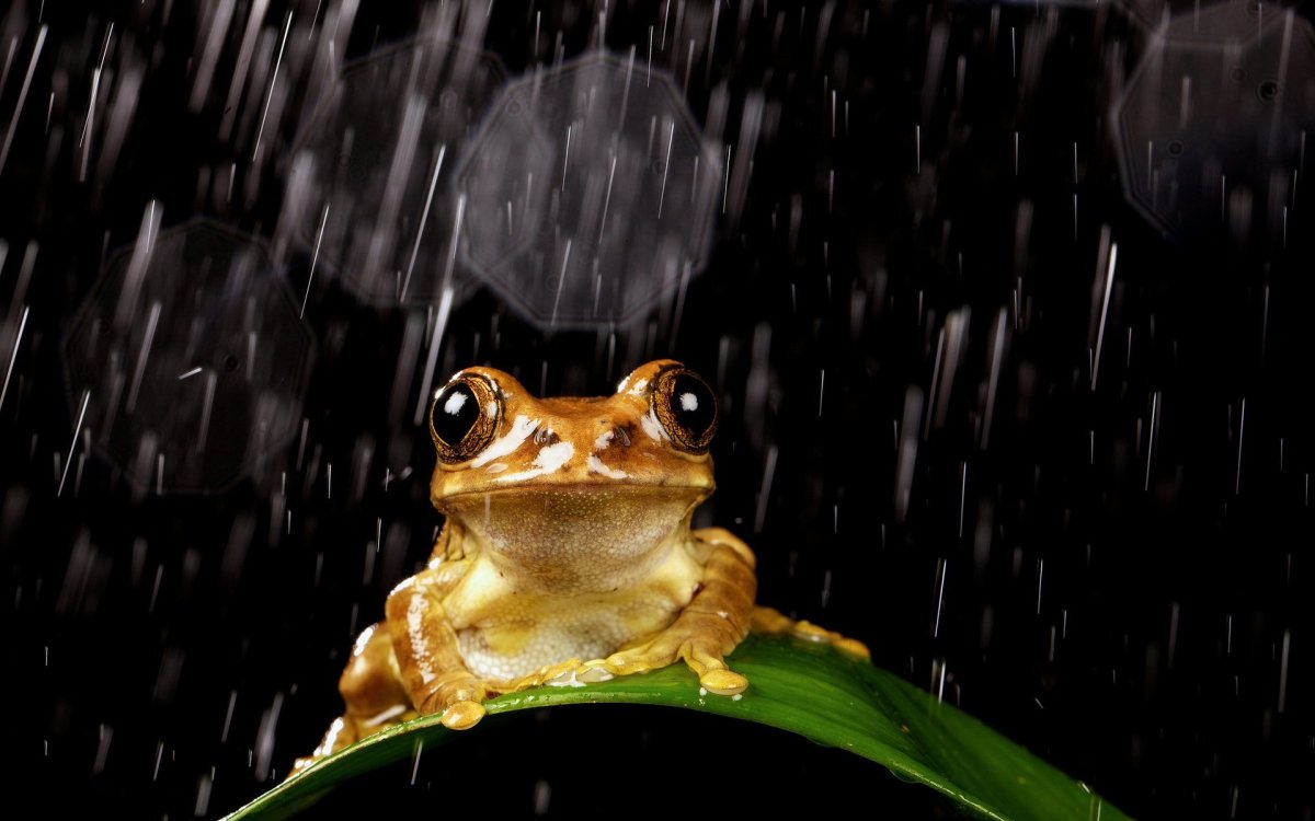 Земноводные черного цвета