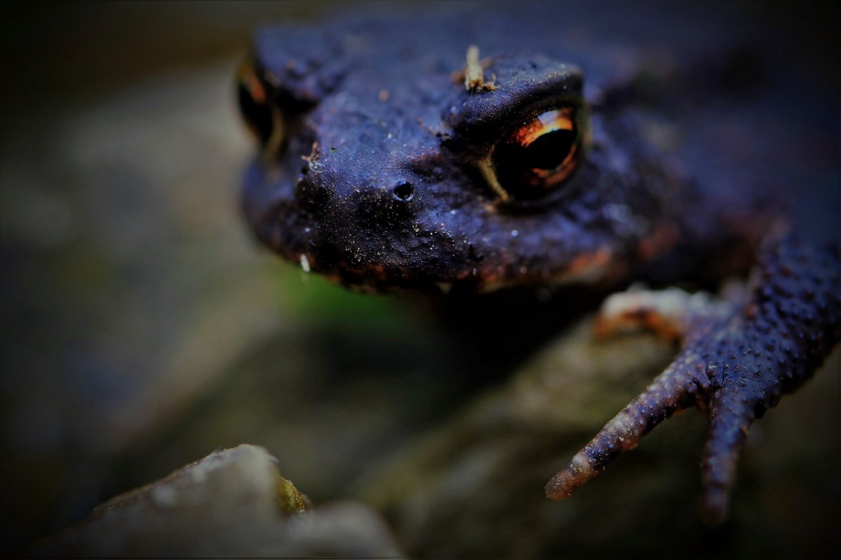 Черная жаба