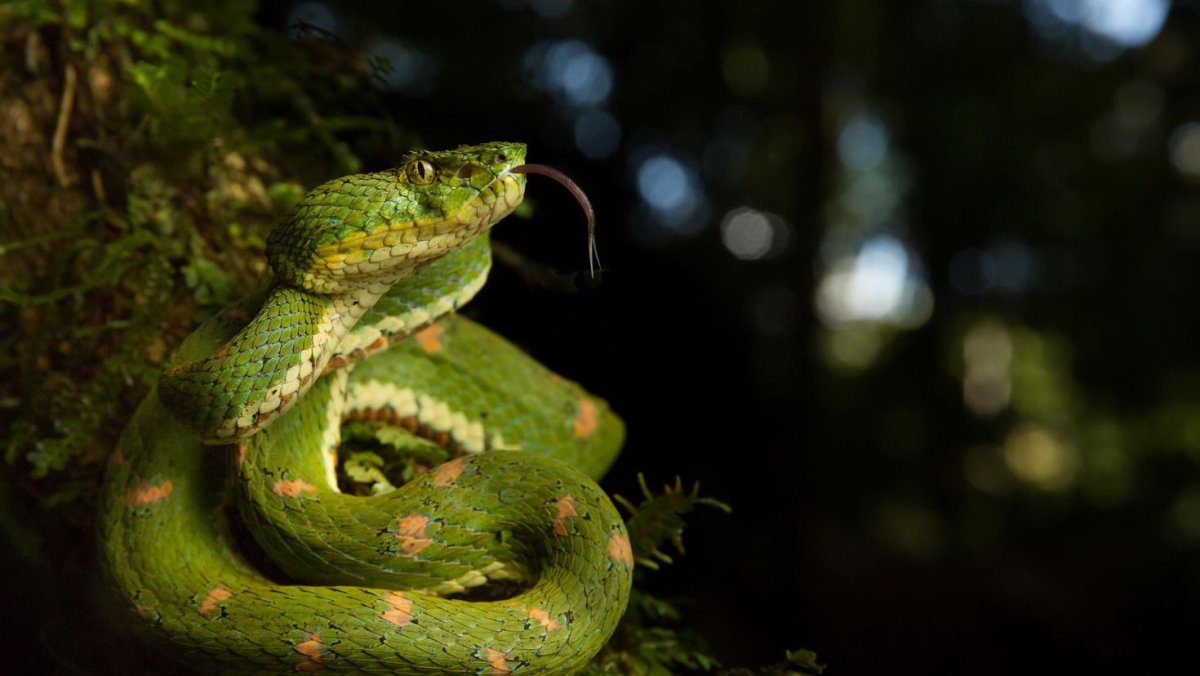 Желтые змеи