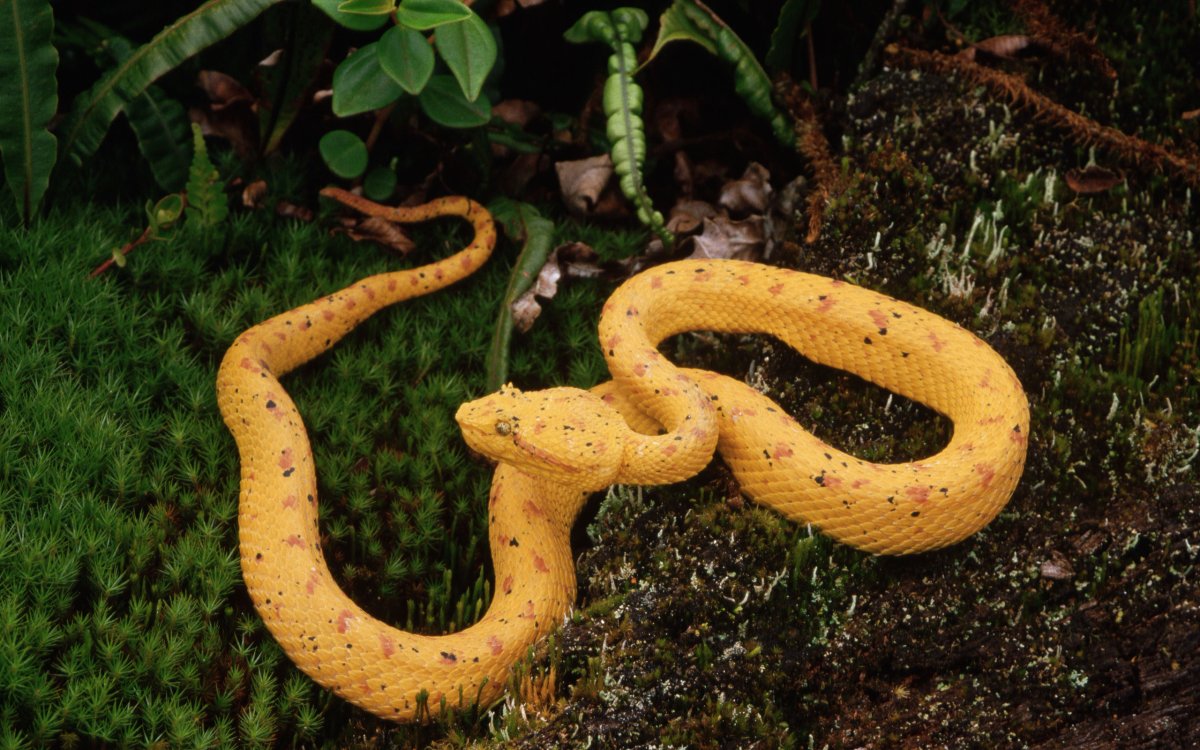 Змея с ногами